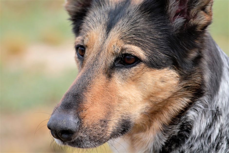 german shepherd dog (Alessandro Ceracchi)