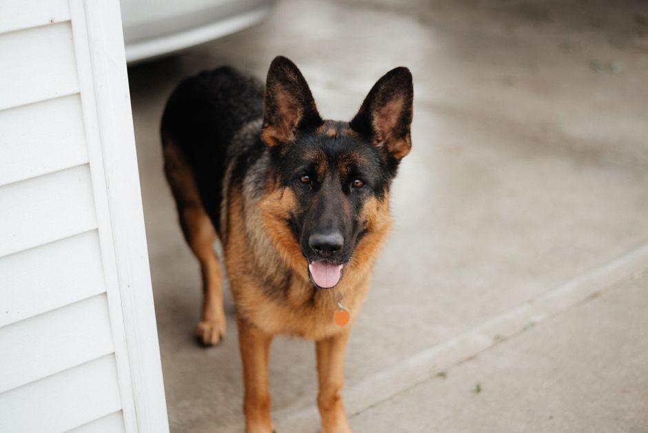 german shepherd dog (Julissa Pires)